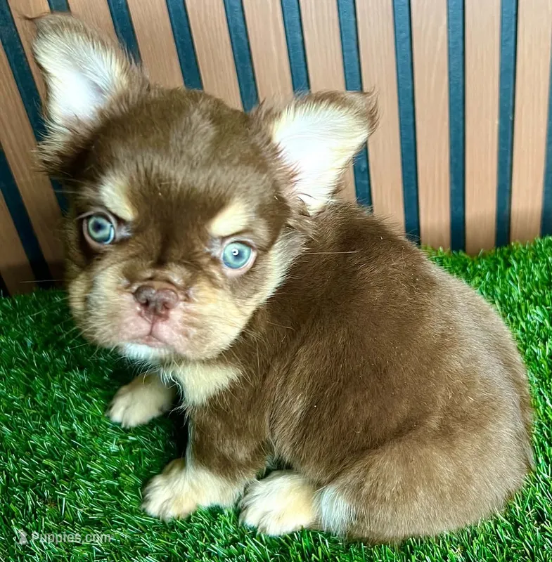 Omarion (Pink carrier) – French Bulldog puppy for sale in Miami, FL