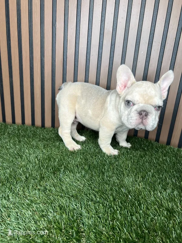 Spot – French Bulldog puppy for sale in Miami, FL