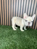 Spot, a male French Bulldog for sale in Miami, FL – 1 of 3