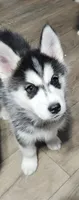 Denali, a female Siberian Husky for sale in Greenville, MI – Photo 1 of 4