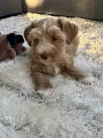 Red Boy, a male Miniature Schnauzer for sale in La Vernia, TX – 5 of 10