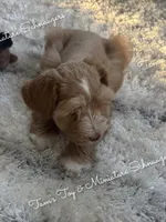 Red Boy, a male Miniature Schnauzer for sale in La Vernia, TX – 4 of 10