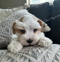 Parti boy, a male Miniature Schnauzer for sale in La Vernia, TX – 6 of 8