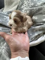 Red Boy , a male Miniature Schnauzer for sale in La Vernia, TX – 9 of 9
