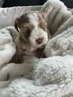 Red Boy , a male Miniature Schnauzer for sale in La Vernia, TX – 5 of 9