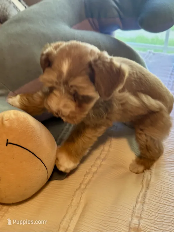 Red Boy – Miniature Schnauzer puppy for sale in La Vernia, TX