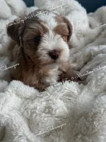 Red Boy , a male Miniature Schnauzer for sale in La Vernia, TX – 4 of 9