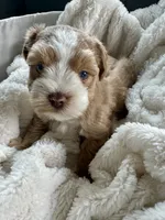 Red Boy , a male Miniature Schnauzer for sale in La Vernia, TX – 6 of 9