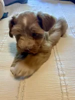 Red Boy, a male Miniature Schnauzer for sale in La Vernia, TX – 8 of 10