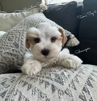 Parti boy, a male Miniature Schnauzer for sale in La Vernia, TX – 5 of 8