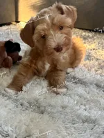 Red Boy, a male Miniature Schnauzer for sale in La Vernia, TX – 2 of 10