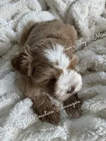 Red Boy , a male Miniature Schnauzer for sale in La Vernia, TX – 3 of 9