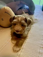 Red Boy, a male Miniature Schnauzer for sale in La Vernia, TX – 7 of 10