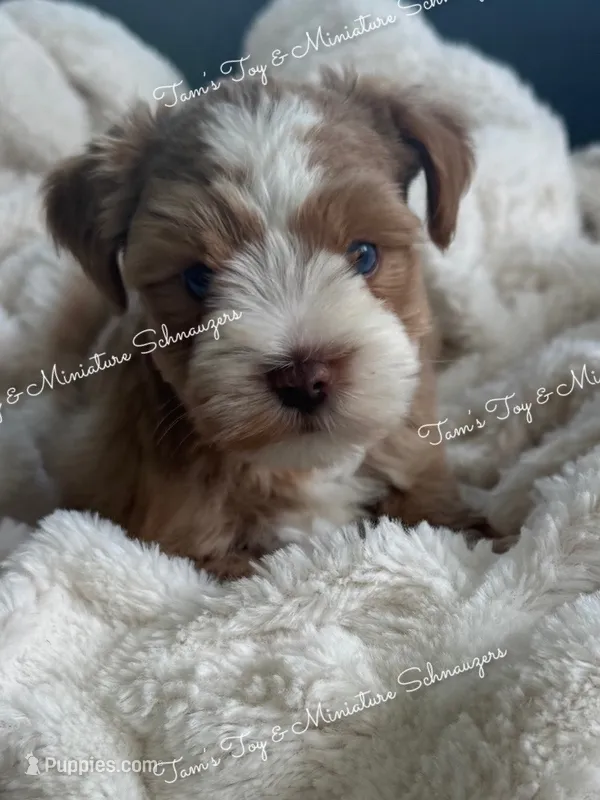 Red Boy  – Miniature Schnauzer puppy for sale in La Vernia, TX
