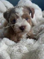 Red Boy , a male Miniature Schnauzer for sale in La Vernia, TX – 1 of 9