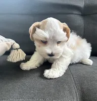 Parti boy, a male Miniature Schnauzer for sale in La Vernia, TX – 7 of 8