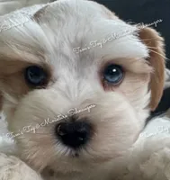 Parti boy, a male Miniature Schnauzer for sale in La Vernia, TX – 2 of 8