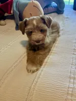 Red Boy, a male Miniature Schnauzer for sale in La Vernia, TX – 9 of 10
