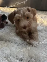 Red Boy, a male Miniature Schnauzer for sale in La Vernia, TX – 6 of 10