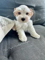 Parti boy, a male Miniature Schnauzer for sale in La Vernia, TX – 4 of 8