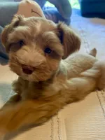 Red Boy, a male Miniature Schnauzer for sale in La Vernia, TX – 3 of 10