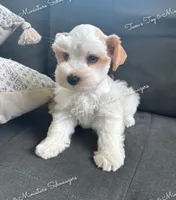 Parti boy, a male Miniature Schnauzer for sale in La Vernia, TX – 3 of 8