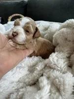Red Boy , a male Miniature Schnauzer for sale in La Vernia, TX – 7 of 9