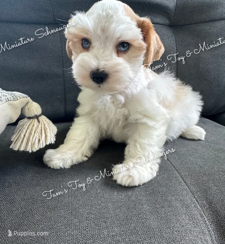 Parti boy – Miniature Schnauzer puppy for sale in La Vernia, TX