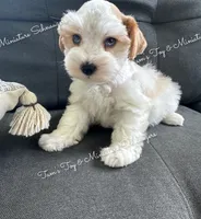 Parti boy, a male Miniature Schnauzer for sale in La Vernia, TX – 1 of 8