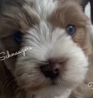 Red Boy , a male Miniature Schnauzer for sale in La Vernia, TX – 2 of 9