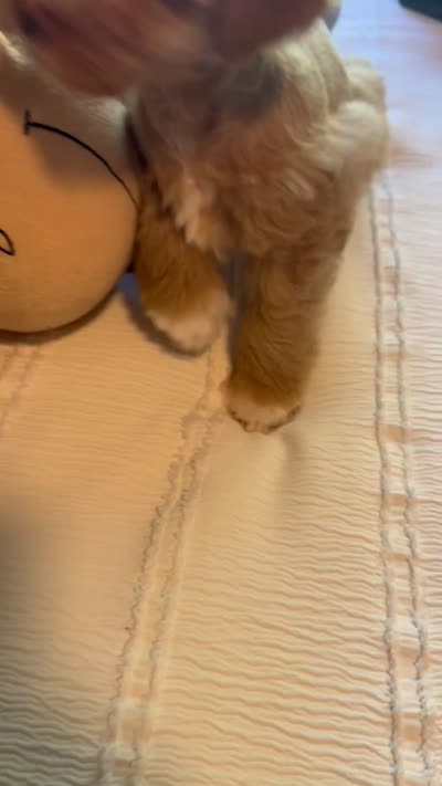 Red Boy, a male Miniature Schnauzer for sale in La Vernia, TX – 10 of 10