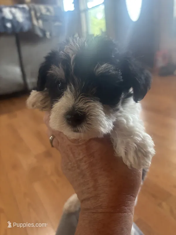 HANK – Miniature Schnauzer puppy for sale in Bixby, MO
