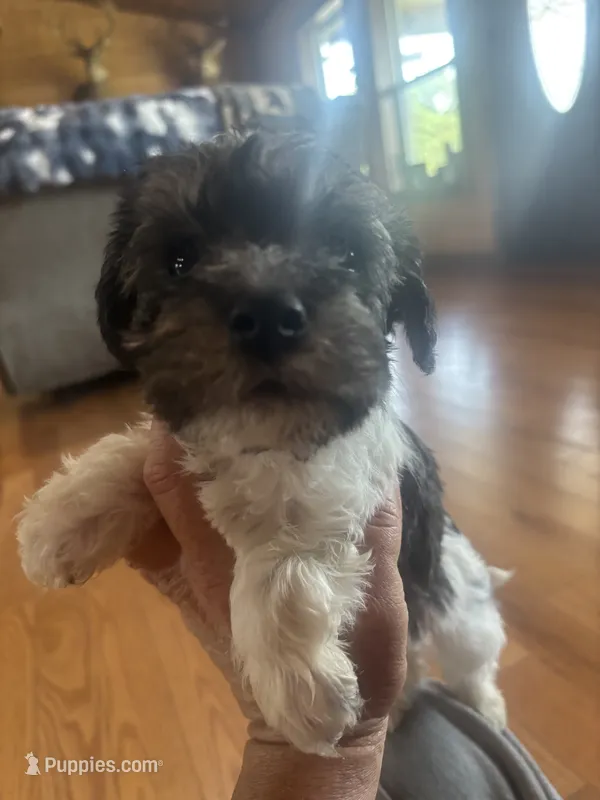 TANK – Miniature Schnauzer puppy for sale in Bixby, MO