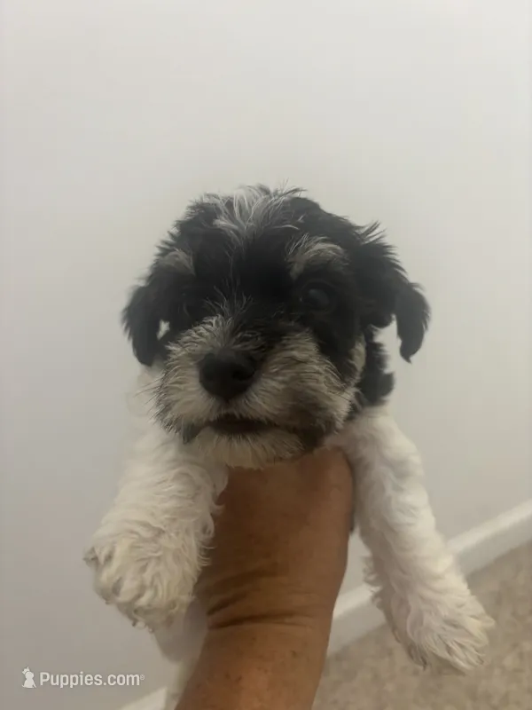 DARLA – Miniature Schnauzer puppy for sale in Bixby, MO