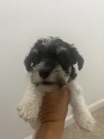 DARLA, a female Miniature Schnauzer for sale in Bixby, MO – 1 of 1
