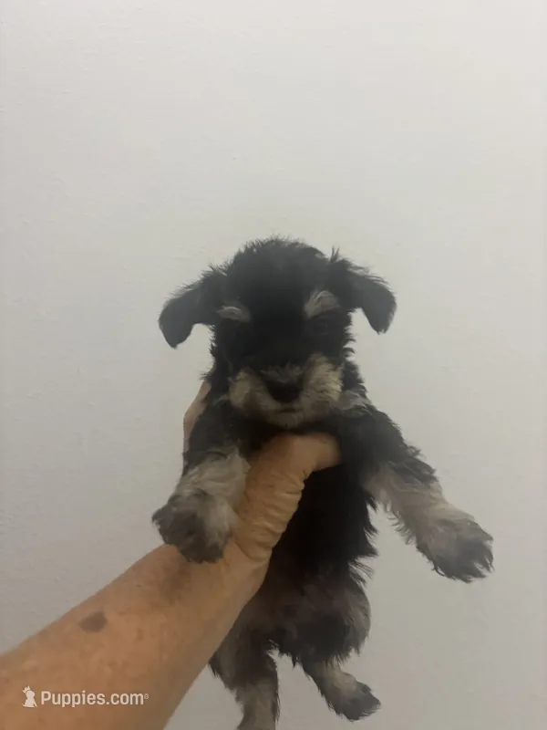 SARAH – Miniature Schnauzer puppy for sale in Bixby, MO
