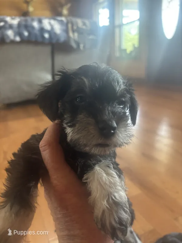 CLAY – Miniature Schnauzer puppy for sale in Bixby, MO
