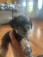 CLAY, a male Miniature Schnauzer for sale in Bixby, MO – 1 of 1
