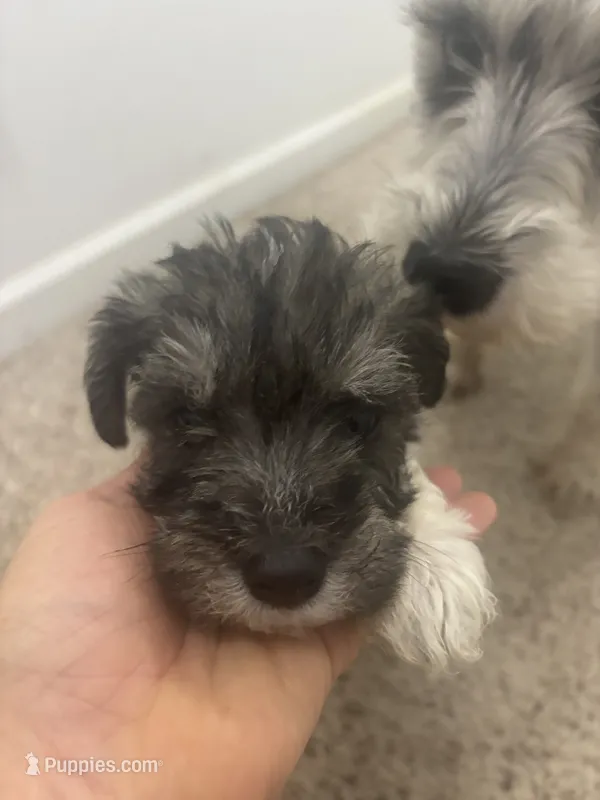 LAYLA – Miniature Schnauzer puppy for sale in Bixby, MO