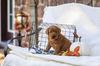 Maverick , a male Labrador Retriever for sale in Elizabethtown, PA – 2 of 6
