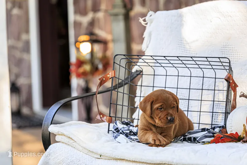 Diesel – Labrador Retriever puppy for sale in Elizabethtown, PA