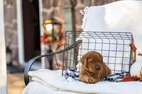 Diesel, a male Labrador Retriever for sale in Elizabethtown, PA – 1 of 5