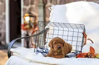Diesel, a male Labrador Retriever for sale in Elizabethtown, PA – 3 of 5