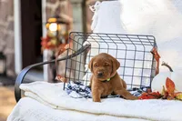 Diesel, a male Labrador Retriever for sale in Elizabethtown, PA – 2 of 5
