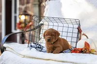 Diesel, a male Labrador Retriever for sale in Elizabethtown, PA – 4 of 5