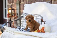 Maverick , a male Labrador Retriever for sale in Elizabethtown, PA – 5 of 6