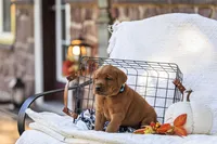 Maverick , a male Labrador Retriever for sale in Elizabethtown, PA – 6 of 6