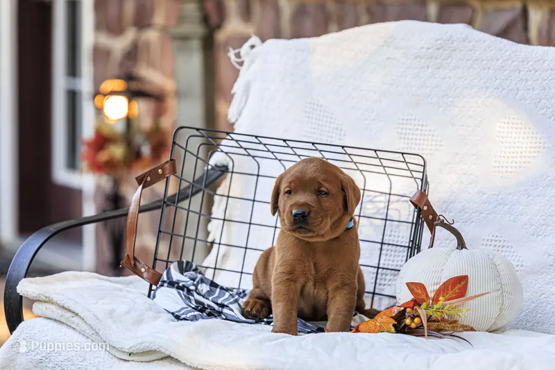 Maverick  – Labrador Retriever puppy for sale in Elizabethtown, PA