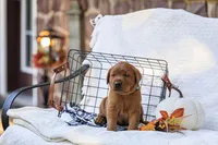 Maverick , a male Labrador Retriever for sale in Elizabethtown, PA – 1 of 6