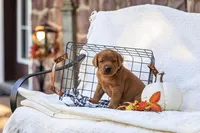 Maverick , a male Labrador Retriever for sale in Elizabethtown, PA – 4 of 6